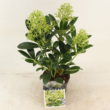 Skimmia japonica 'Finchy'