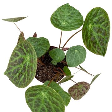 Begonia phuthoensis