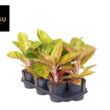 Aglaonema 'Iguana Red'