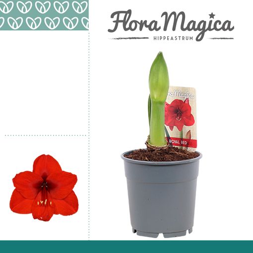 Hippeastrum 'Royal Red'