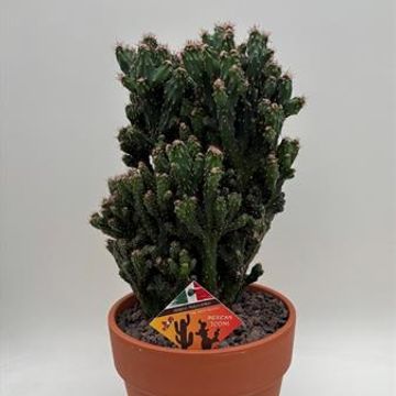 Cereus peruvianus monstrosus coral