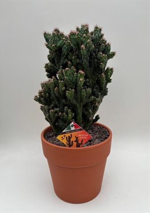 Cereus peruvianus monstrosus coral