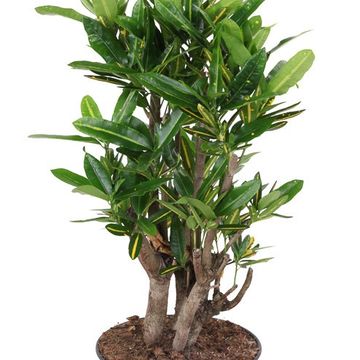 Codiaeum variegatum 'Sunny Star'