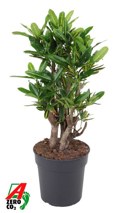 Codiaeum variegatum 'Sunny Star'