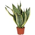 Sansevieria trifasciata 'Futura Superba'