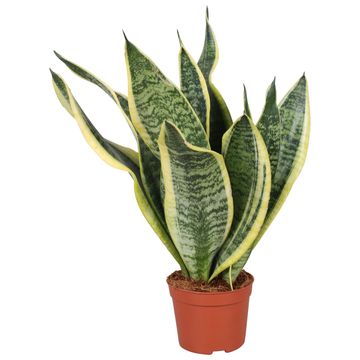 Sansevieria trifasciata 'Futura Superba'