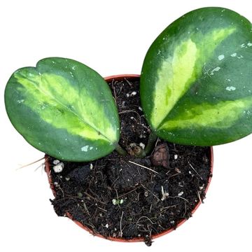 Hoya obovata 'Variegata'