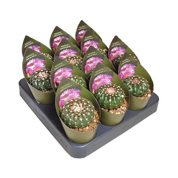 Notocactus uebelmannianus