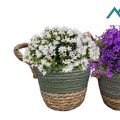 Campanula portenschlagiana AMBELLA MIX
