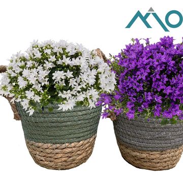 Campanula portenschlagiana AMBELLA MIX