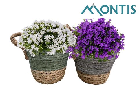 Campanula portenschlagiana AMBELLA MIX