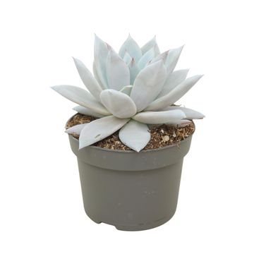 Echeveria colorata 'Mexican Giant'
