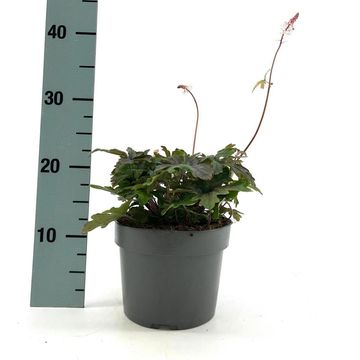 Tiarella 'Pink Skyrocket'