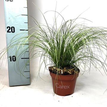 Carex comans 'Frosted Curls'