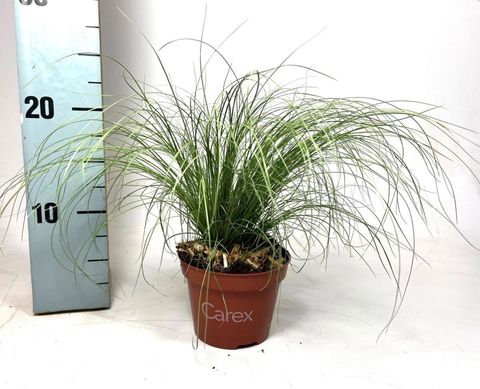 Carex comans 'Frosted Curls'