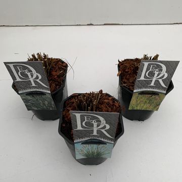 Pennisetum MIX Pennisetum MIX