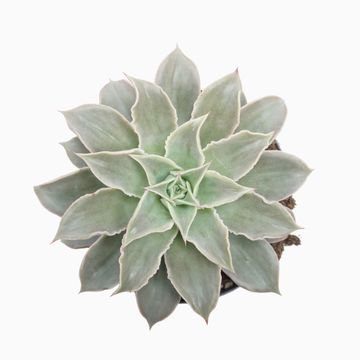 Echeveria 'Maradiba'