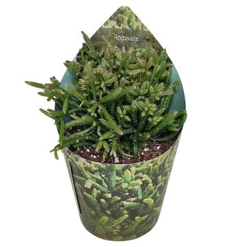 Rhipsalis capilliformes