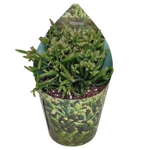 Rhipsalis capilliformes