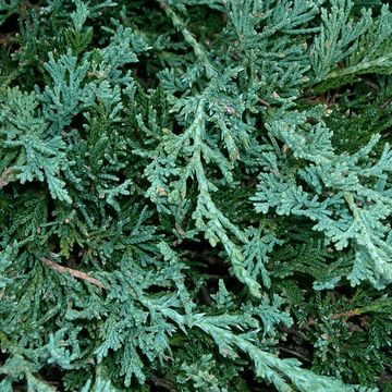 Juniperus horizontalis 'Wiltonii'