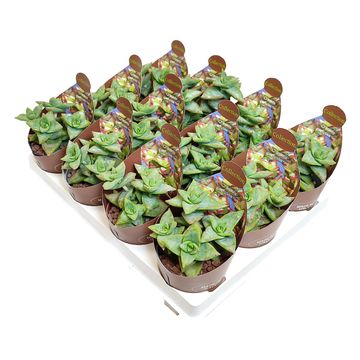 Crassula rupestris 'High Voltage'