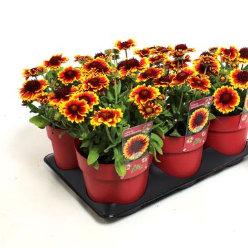 Gaillardia aristata SUNRITA YELLOW RED RING