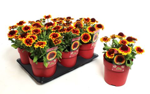 Gaillardia aristata SUNRITA YELLOW RED RING