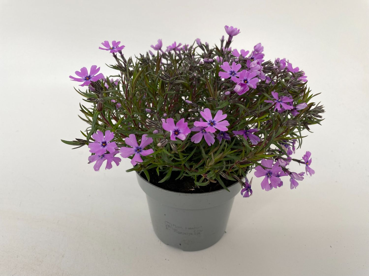 Phlox Subulata — Plant Wholesale FlorAccess