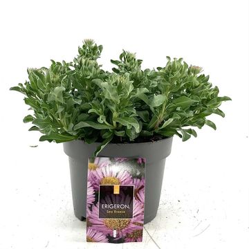 Erigeron glaucus 'Sea Breeze'