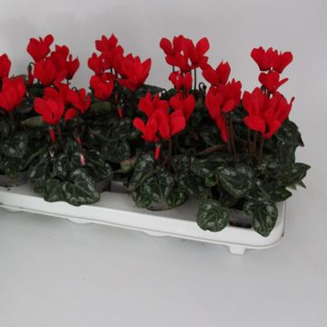 Cyclamen persicum 'Smartiz Red'