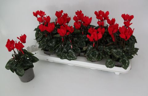 Cyclamen persicum 'Smartiz Red'