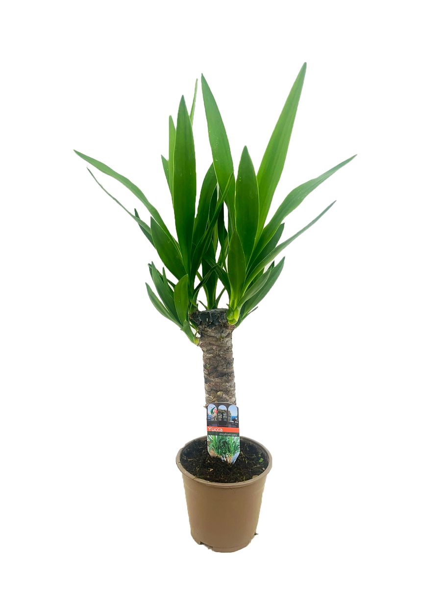 Yucca elephantipes — Plant Wholesale FlorAccess