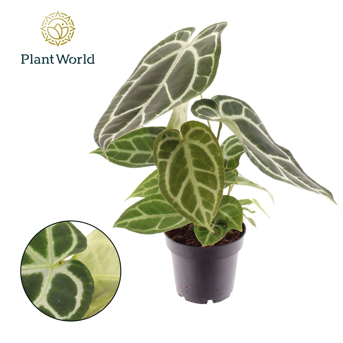 Anthurium crystallinum  Pflanzengrohandel FlorAccess