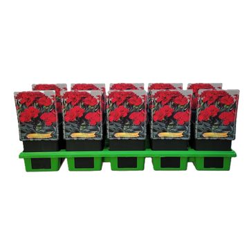 Dianthus caryophyllus 'Peman Red'