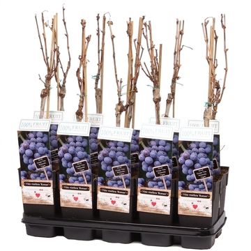 Vitis 'Romeo'