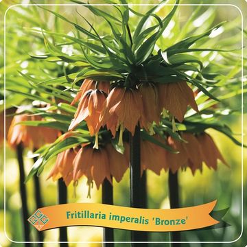 Fritillaria imperialis BRONZE