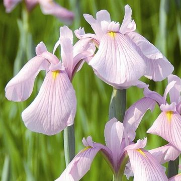 Iris laevigata 'Rose Queen'