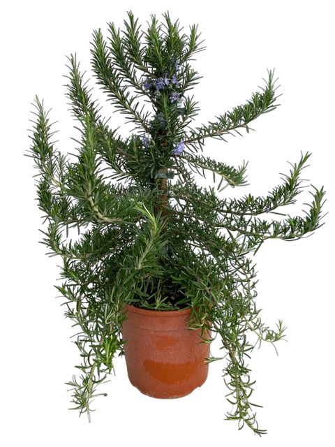 Rosmarinus officinalis 'Prostratus'