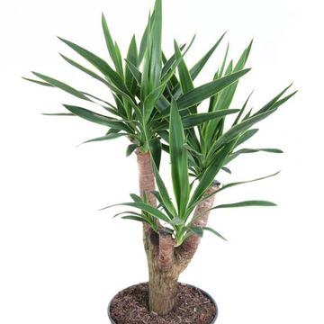 Yucca elephantipes 'Puck'