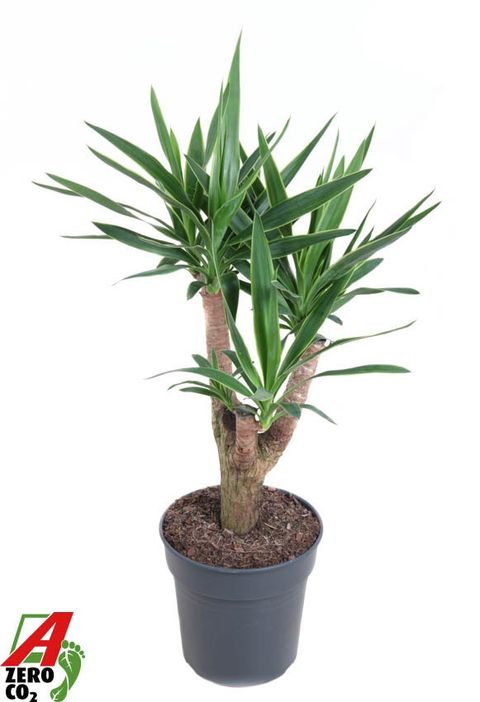 Yucca elephantipes 'Puck'