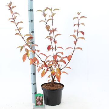 Viburnum x bodnantense 'Dawn'