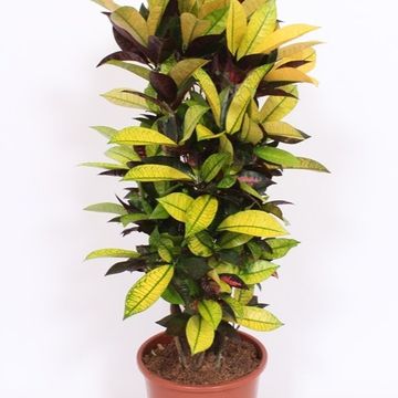 Codiaeum variegatum 'Mrs Iceton'