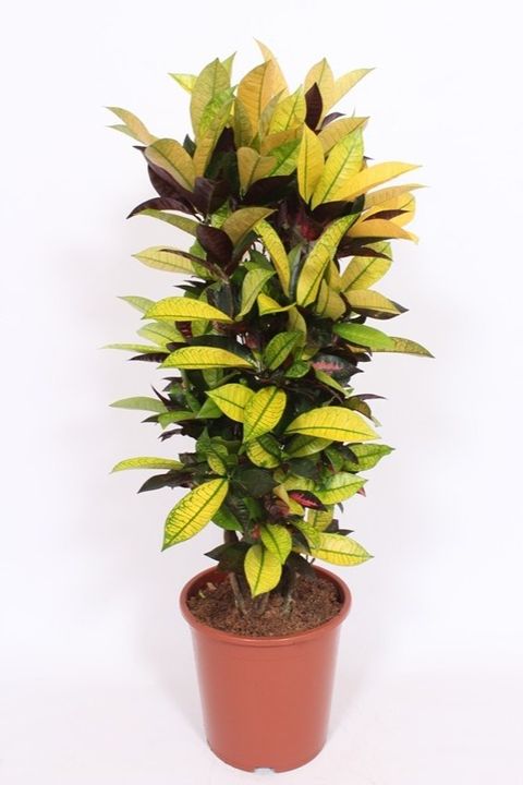 Codiaeum variegatum 'Mrs Iceton'