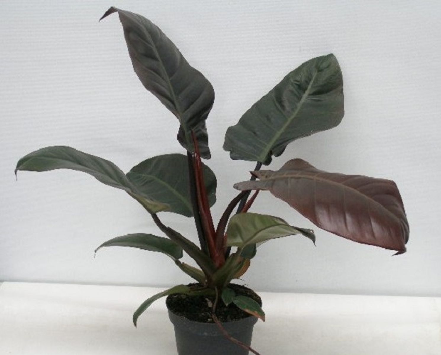 Philodendron BLACK CARDINAL — Plant Wholesale FlorAccess