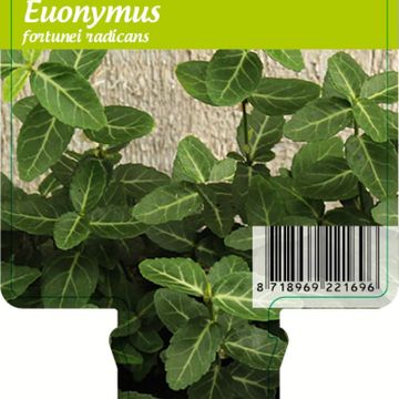 Euonymus fortunei radicans