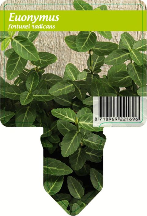 Euonymus fortunei radicans