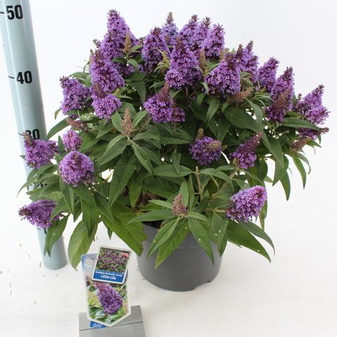 Buddleja davidii BUTTERFLY CANDY LITTLE LILA