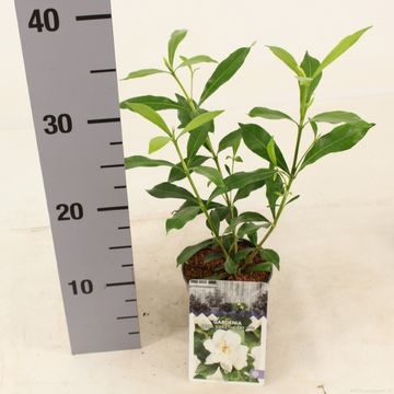 Gardenia jasminoides SWEET HEART