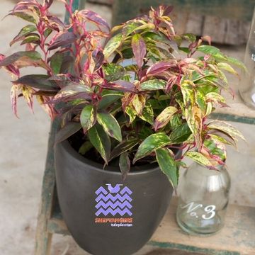 Leucothoe fontanesiana 'Рэйнбоу'