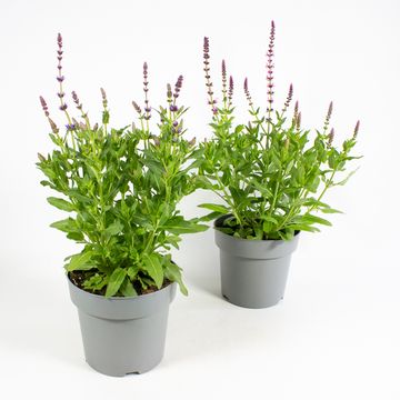 Salvia nemorosa SENSATION MIX